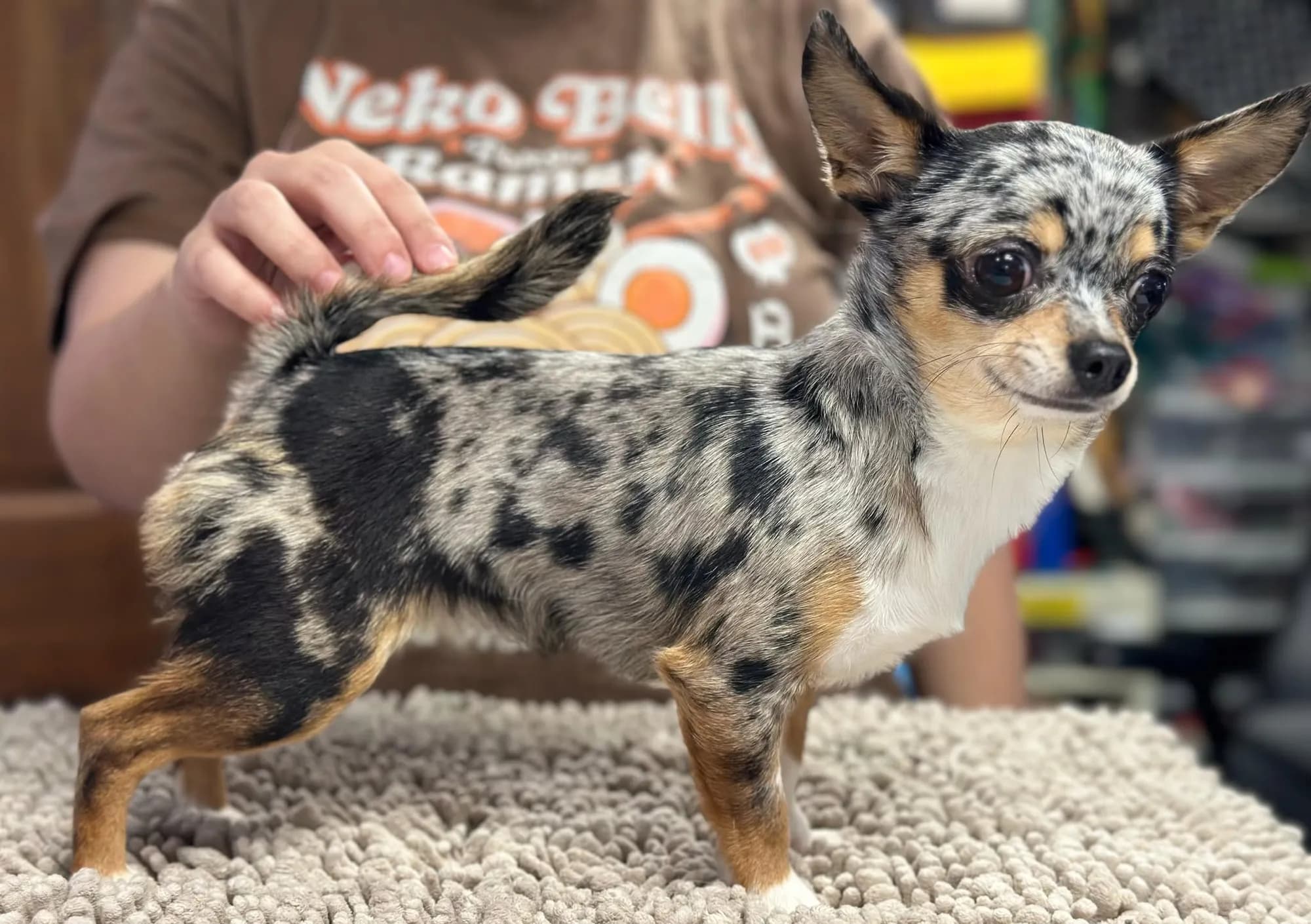 A merle Chihuahua from our program, stacked on the table