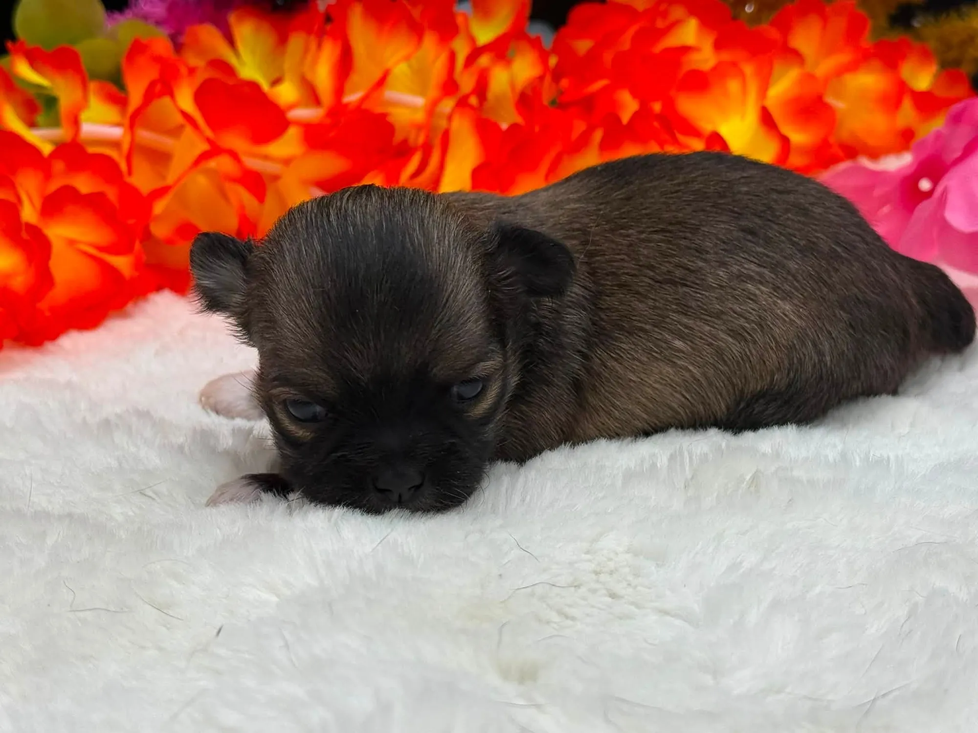 A sable fawn long coat A & A puppy