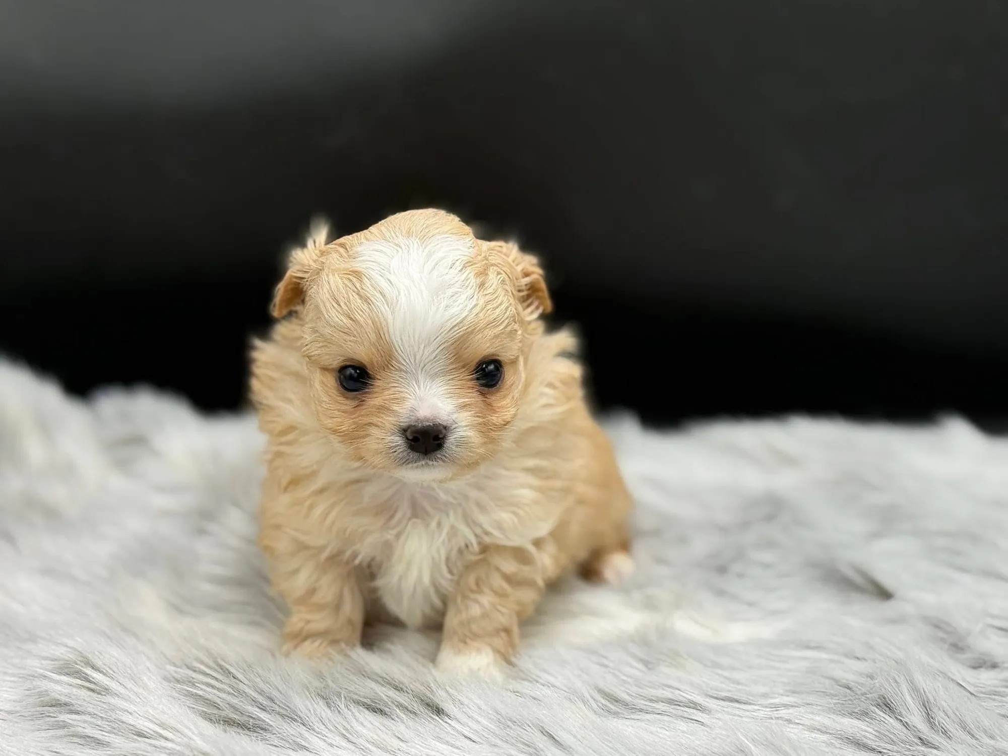 A cream puppy sitting on a white blanket