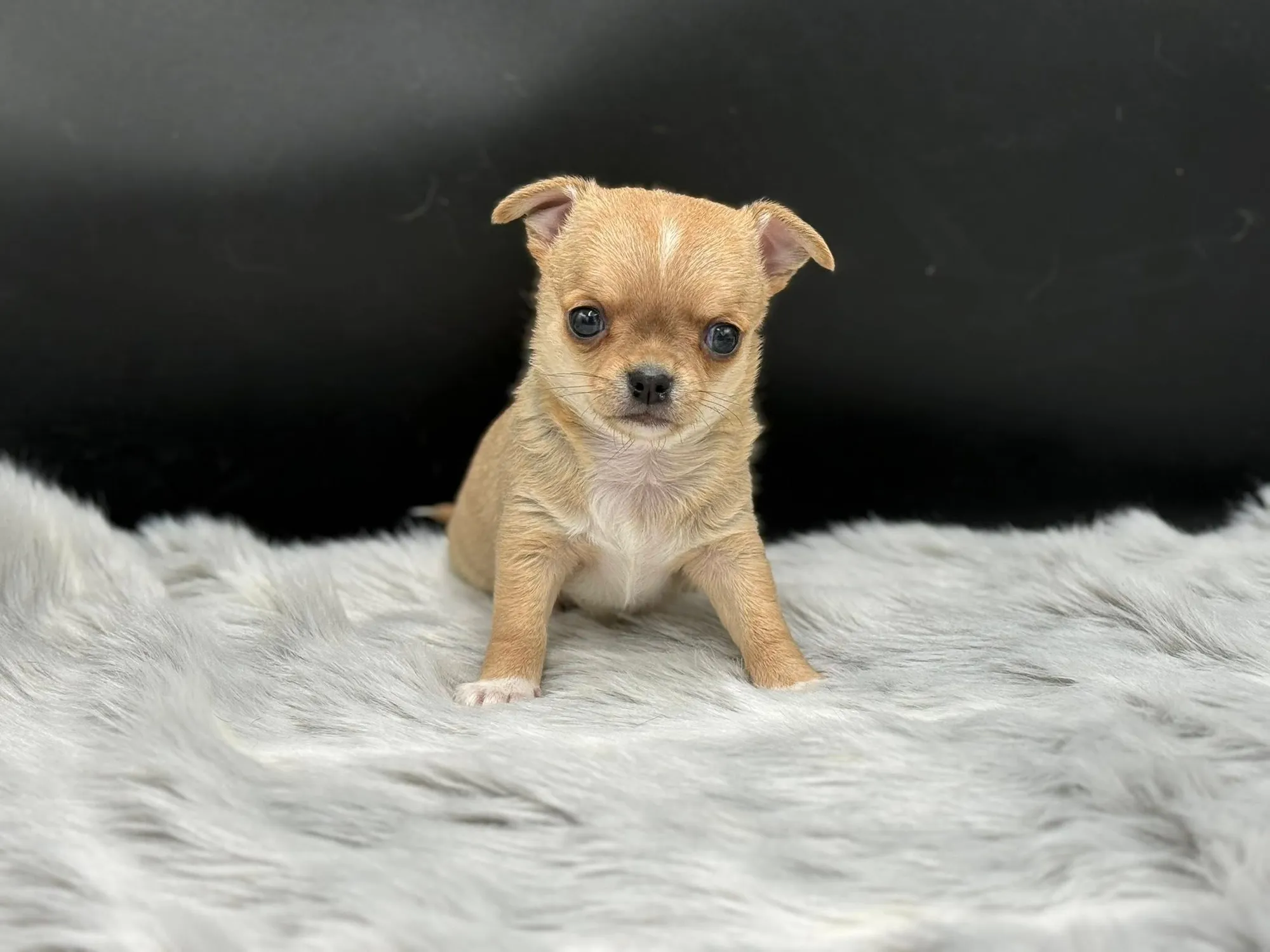 An A & A puppy on a soft white blanket