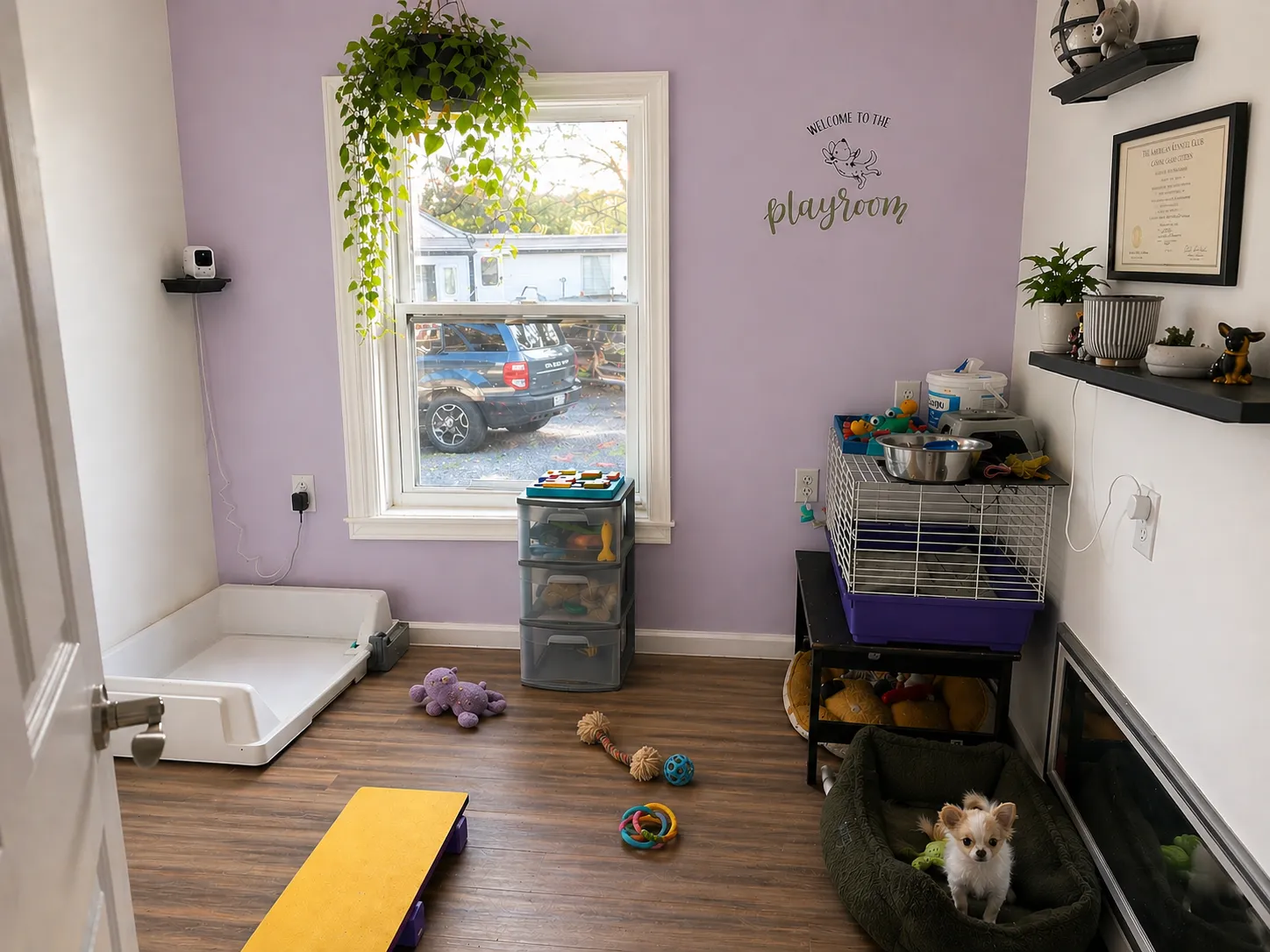 A & A Chihuahuas Puppy Playroom with tiny agility equipment