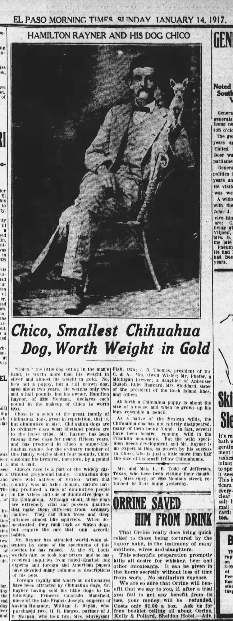 Period newspaper article featuring H.P. Rayner with his Chihuahua, Chico