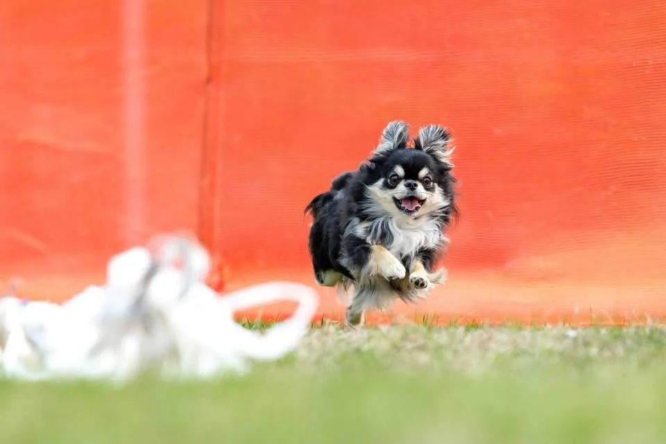 Merlin, an A & A Chihuahua, running on the lure course