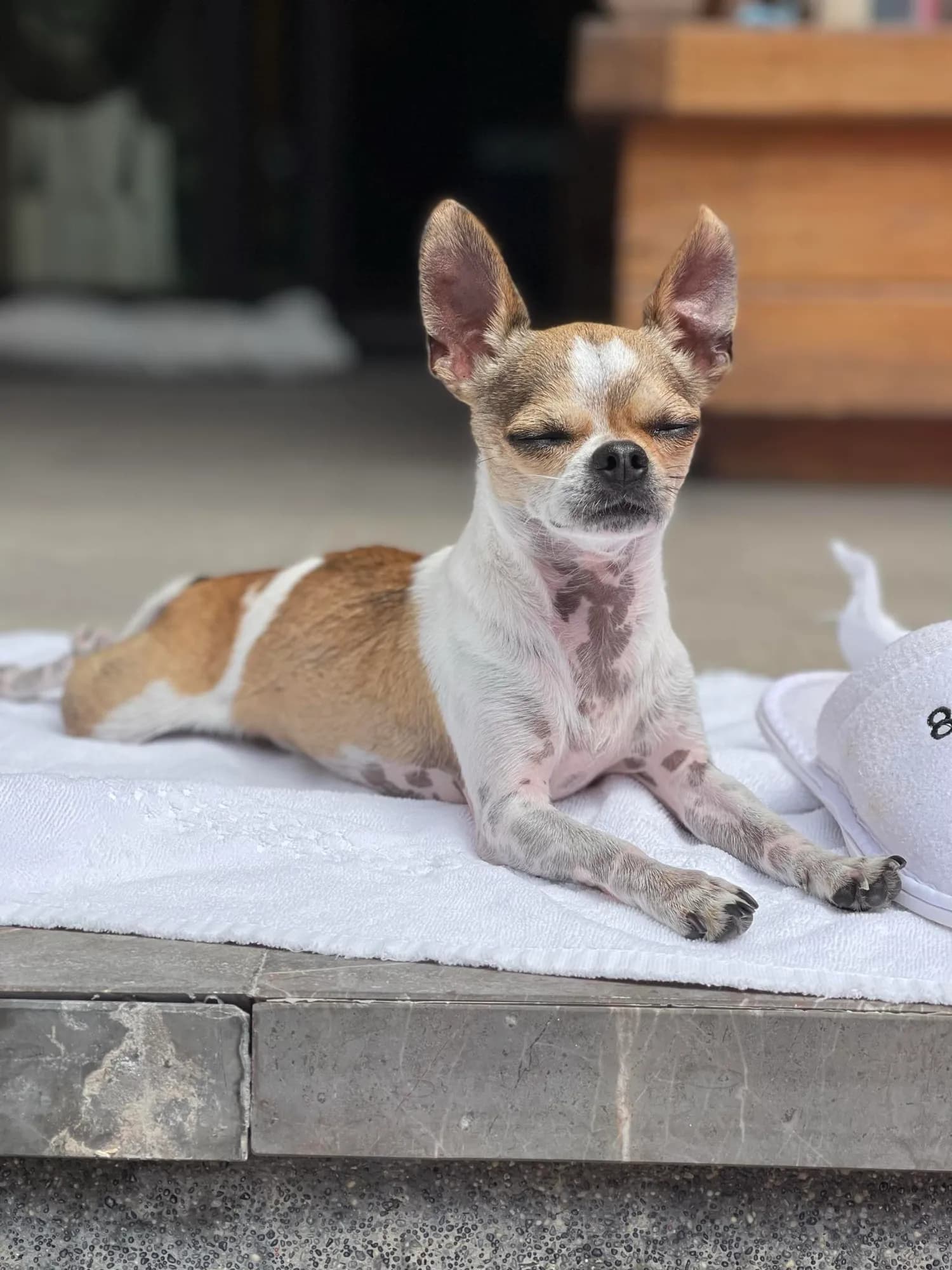 Butters relaxing on a towel