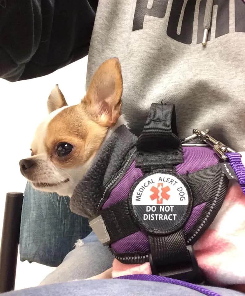 Fiona in her medical alert dog vest