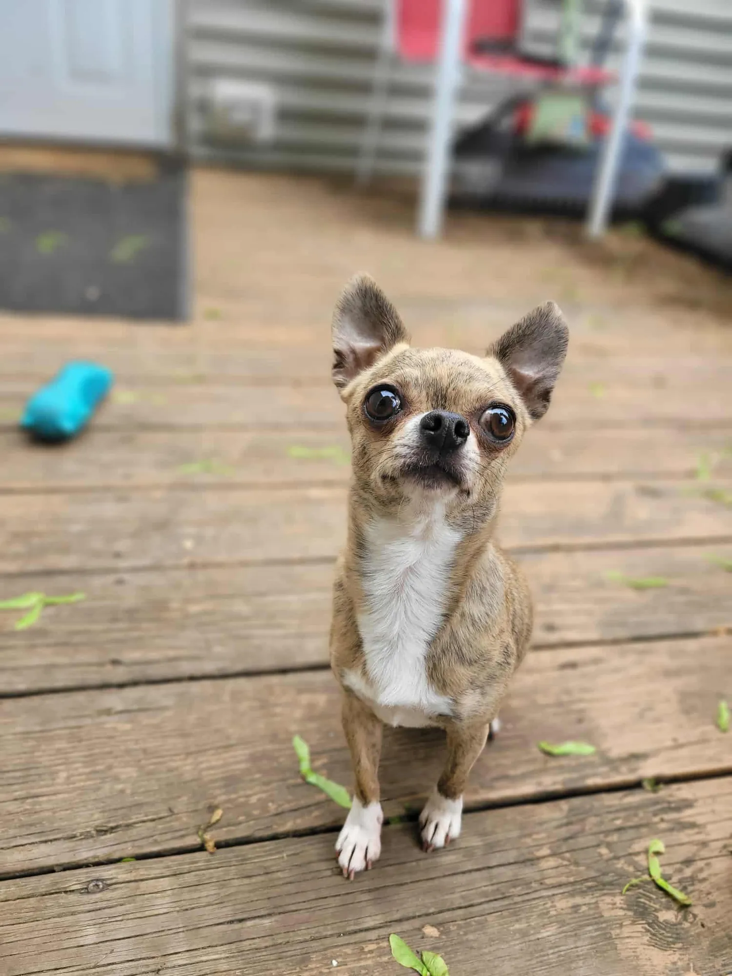 Fae on a wooden deck
