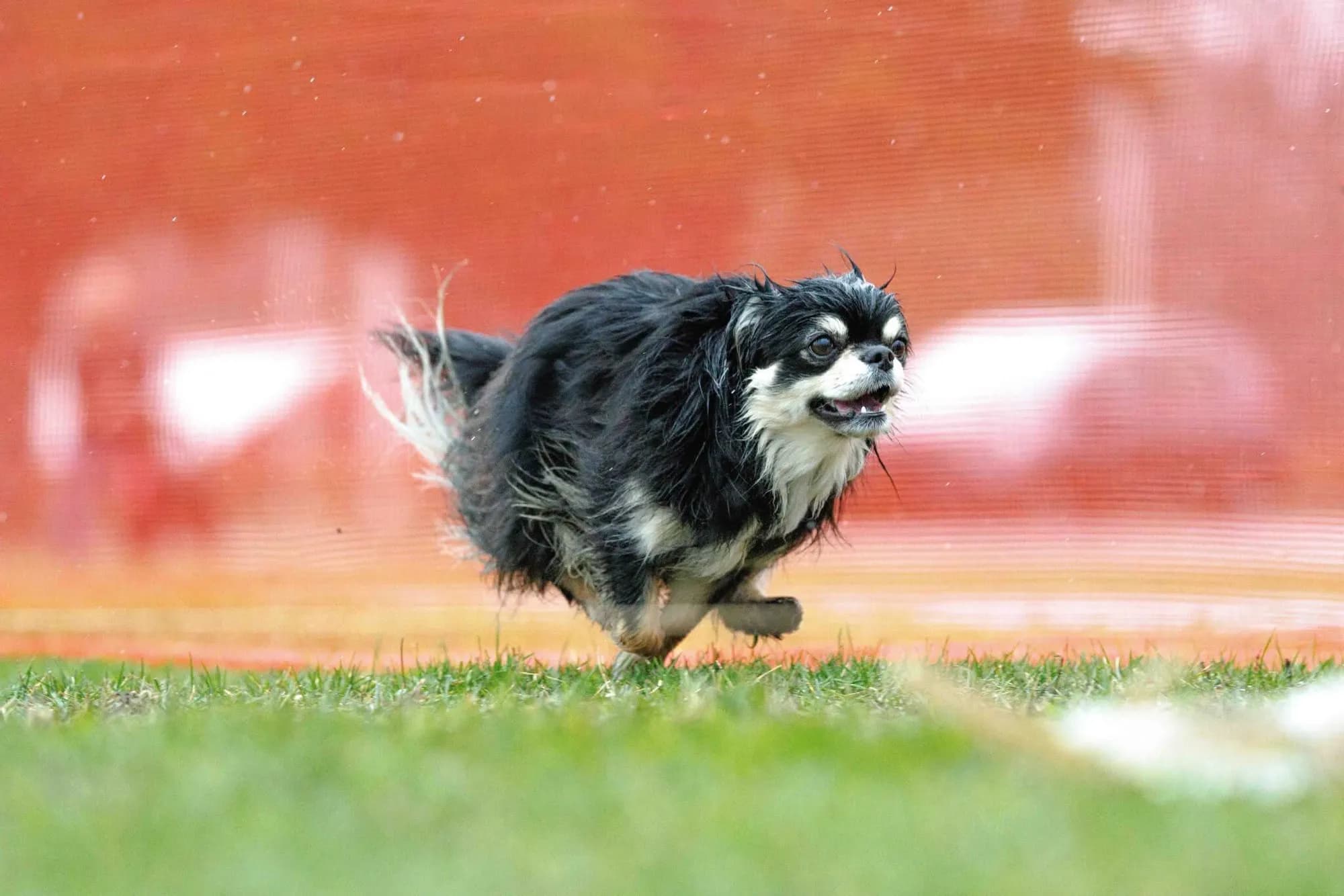 An A & A Chihuahua running a performance course