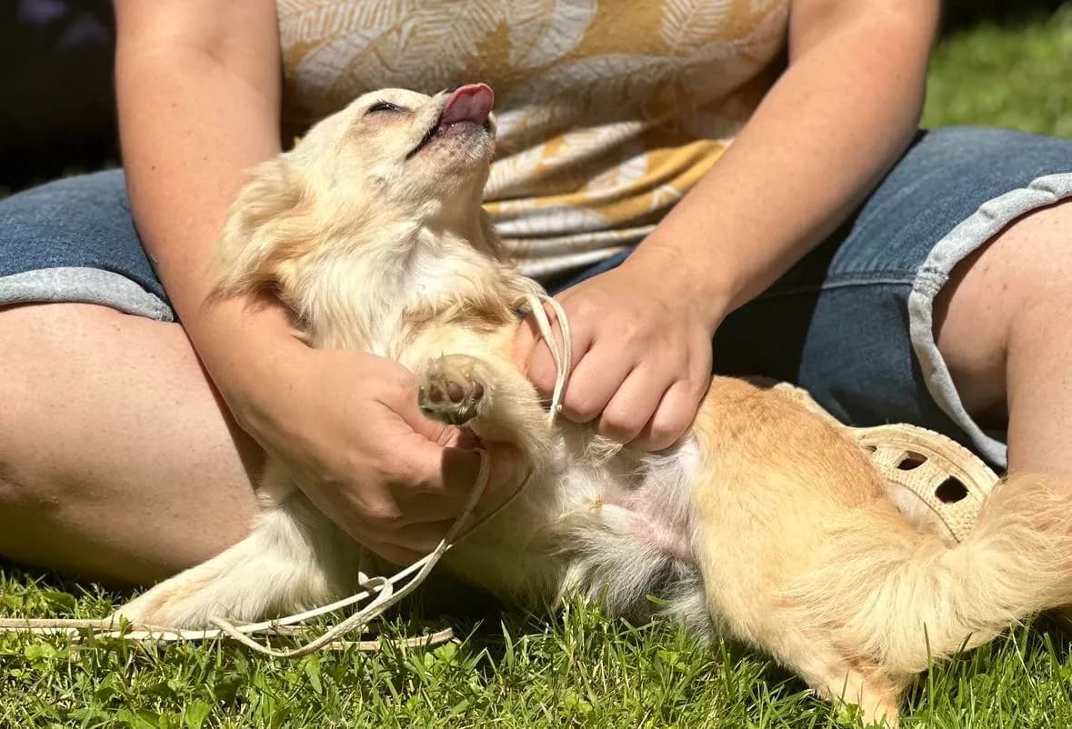 Reef stretched out in a lap on the grass