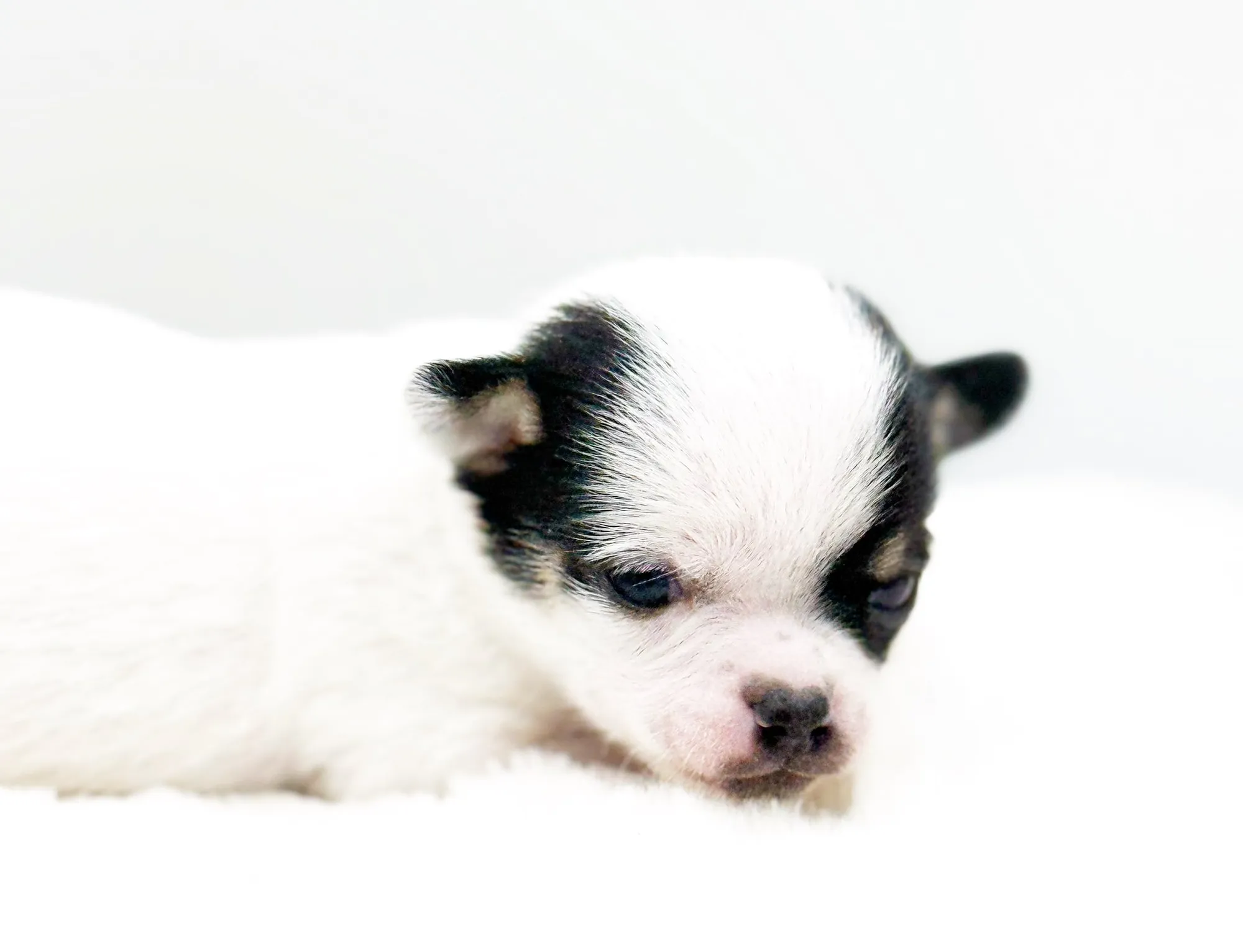 A black and white puppy resting on a white blanket