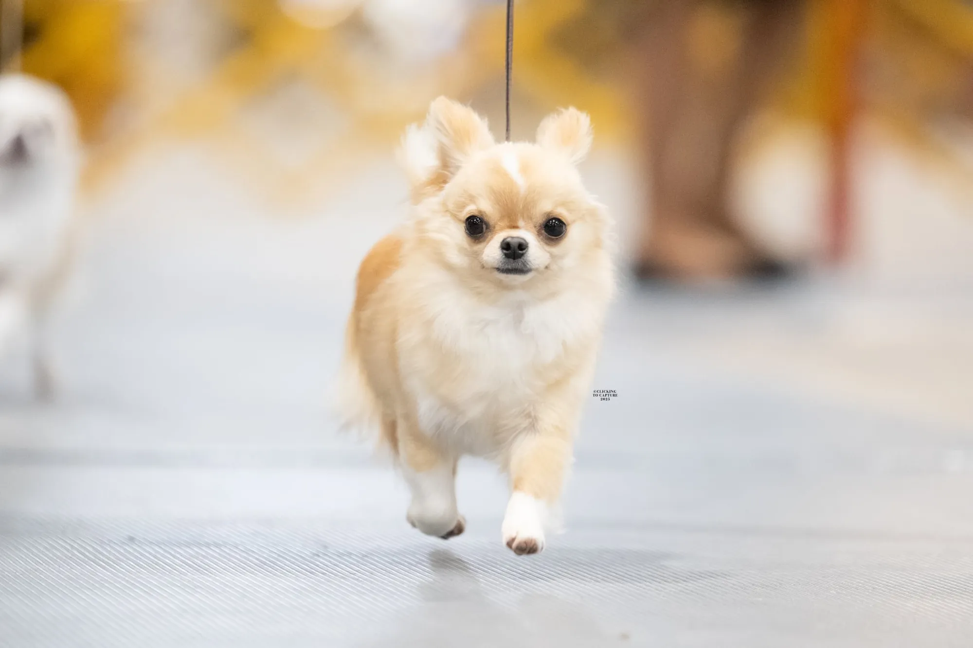 Wanda gaiting in the show ring