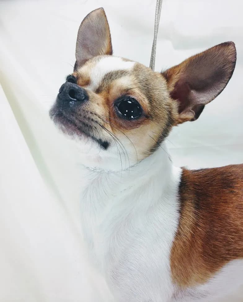 Butters, close up