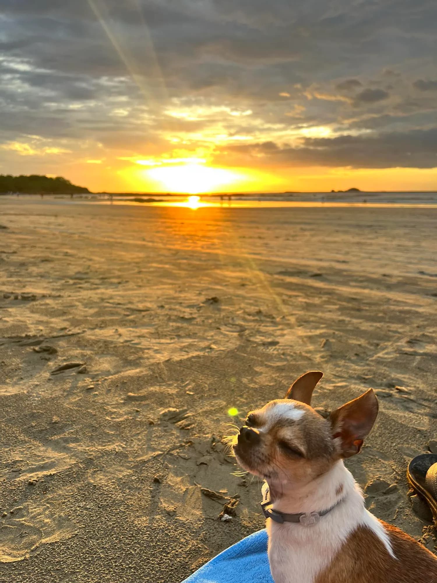 Butters on the beach at sunset