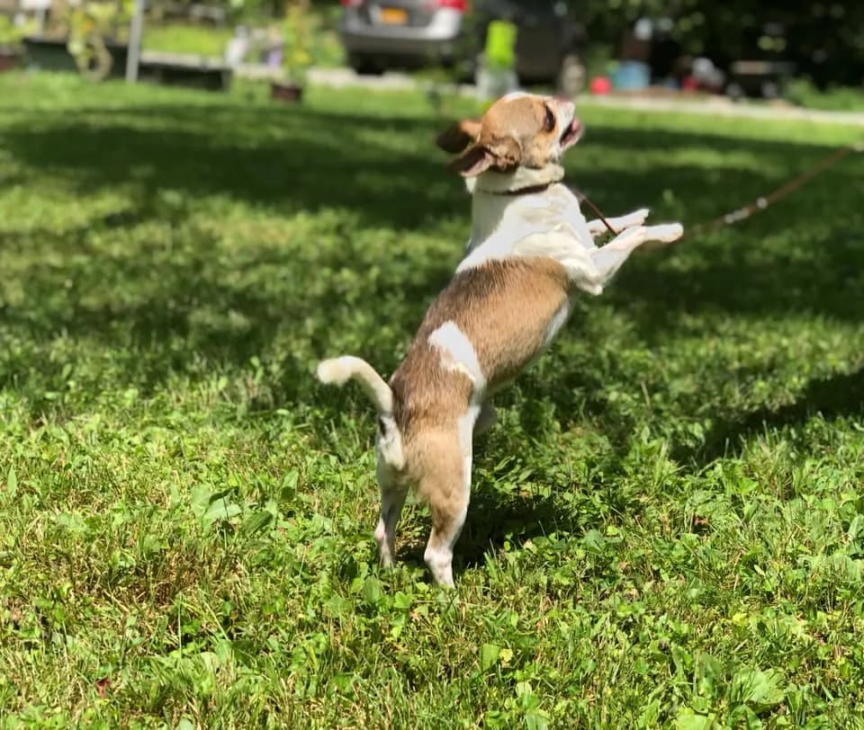 Butters jumping up in the grass