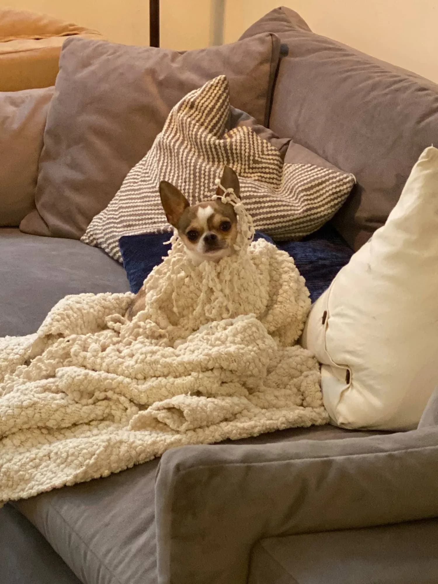 Butters wrapped in a blanket on the couch