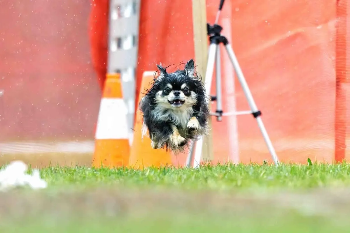 Merlin running at full speed past the course cones