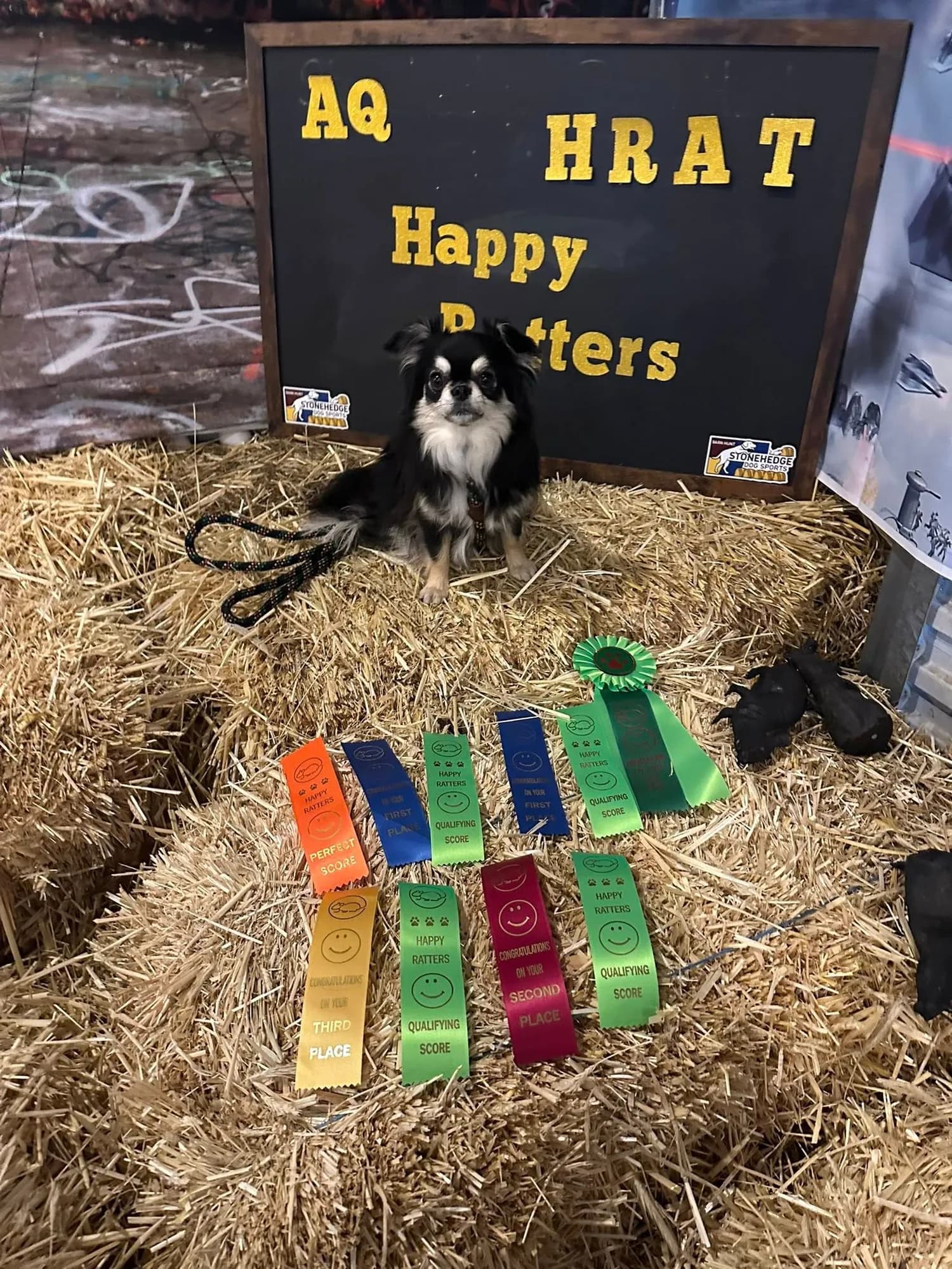 Merlin on the straw with his Happy Ratters ribbons