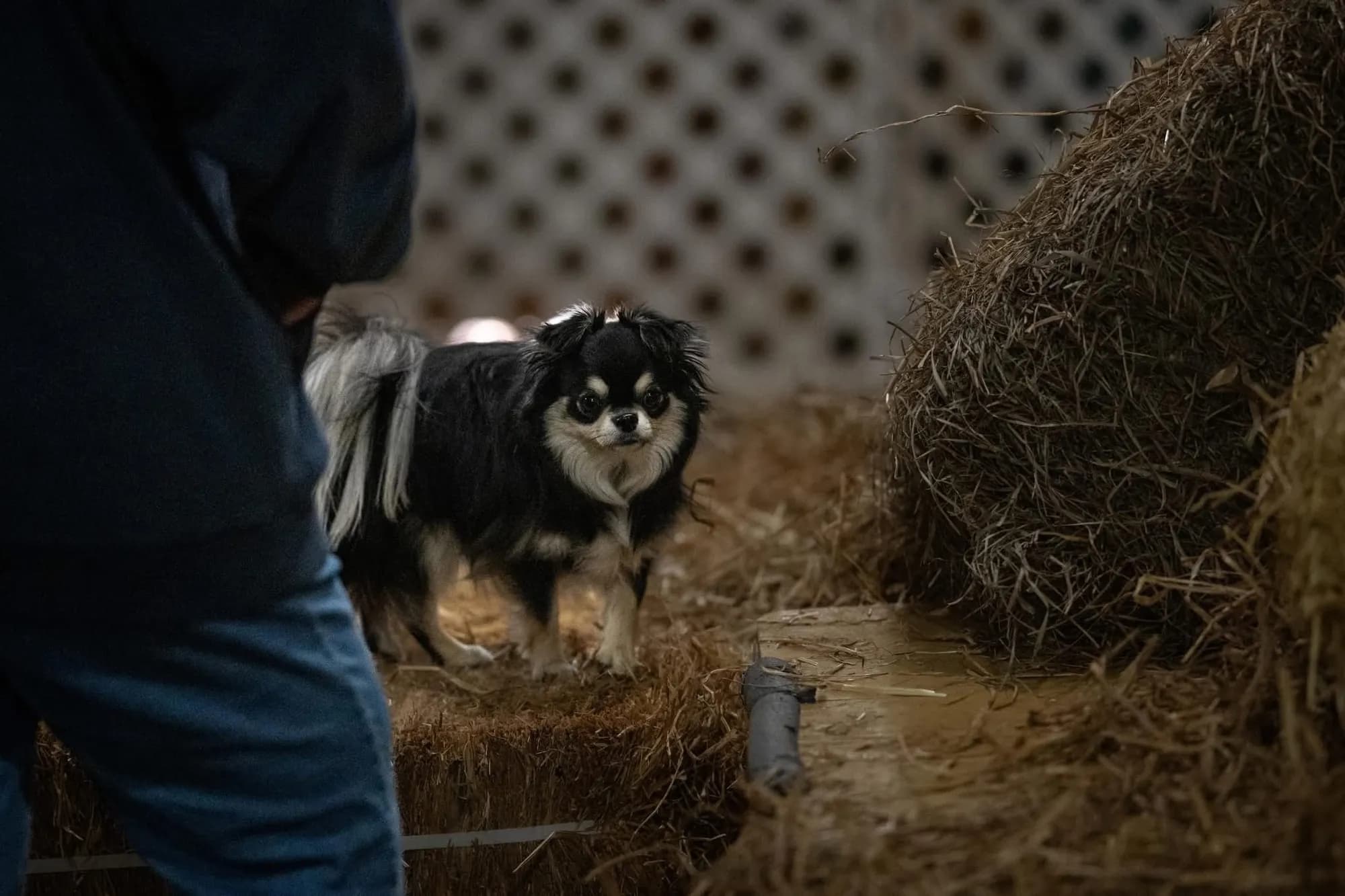 Merlin working a barn hunt course