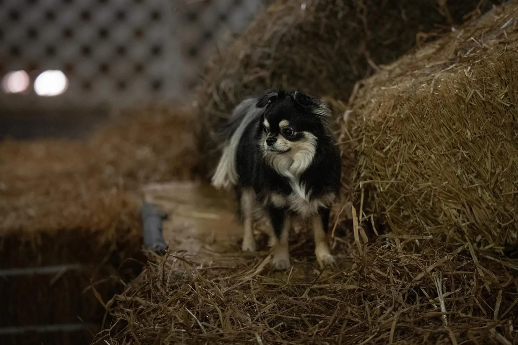 Merlin searching the straw bales