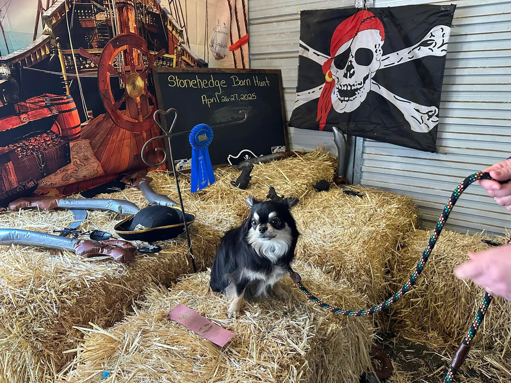 Merlin with his ribbon at a barn hunt
