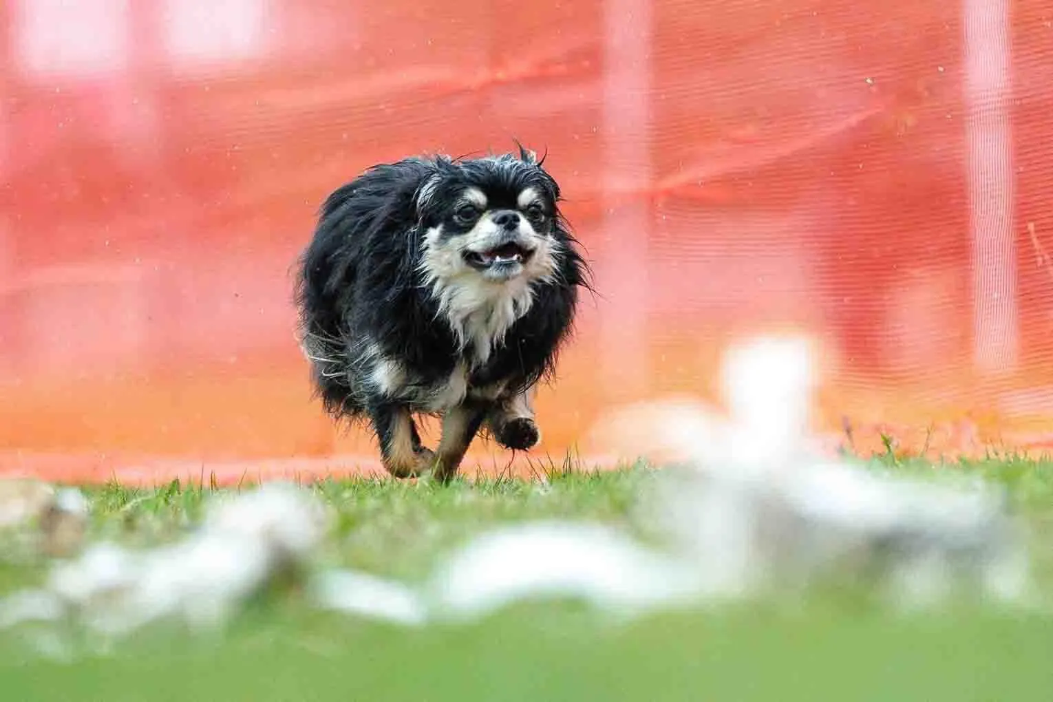 Merlin running toward the camera