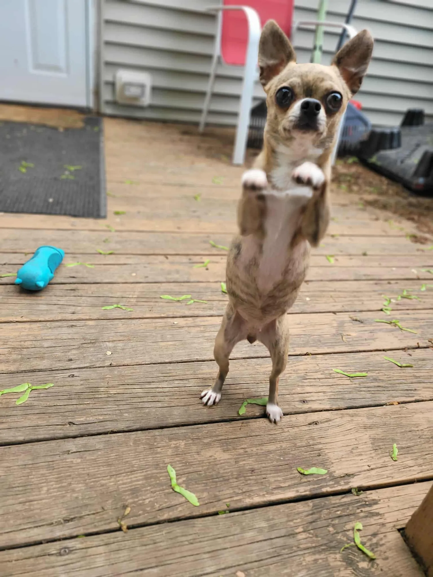 Fae standing up on her hind legs