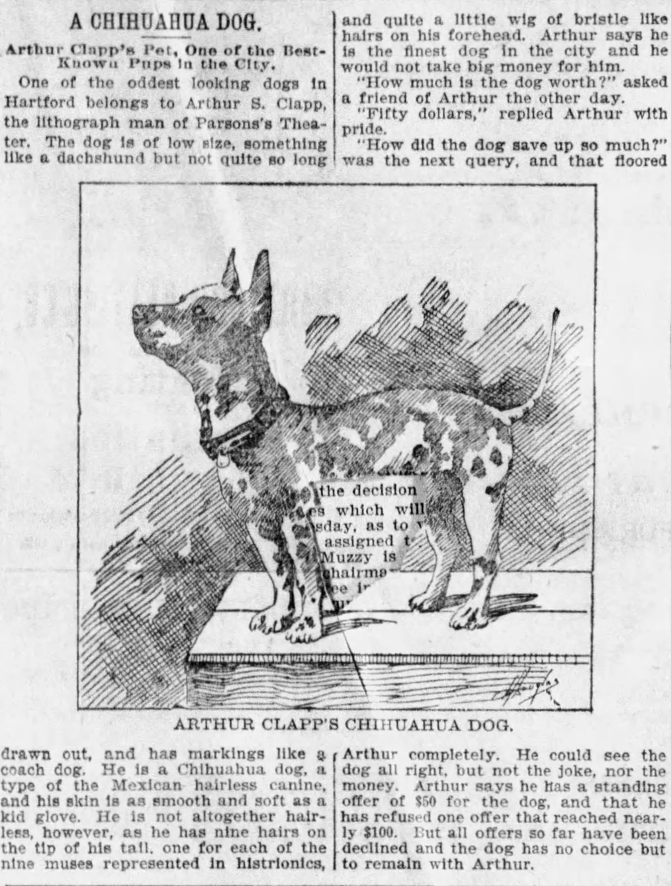 A Chihuahua Dog - odd looking dogs bef. 1907