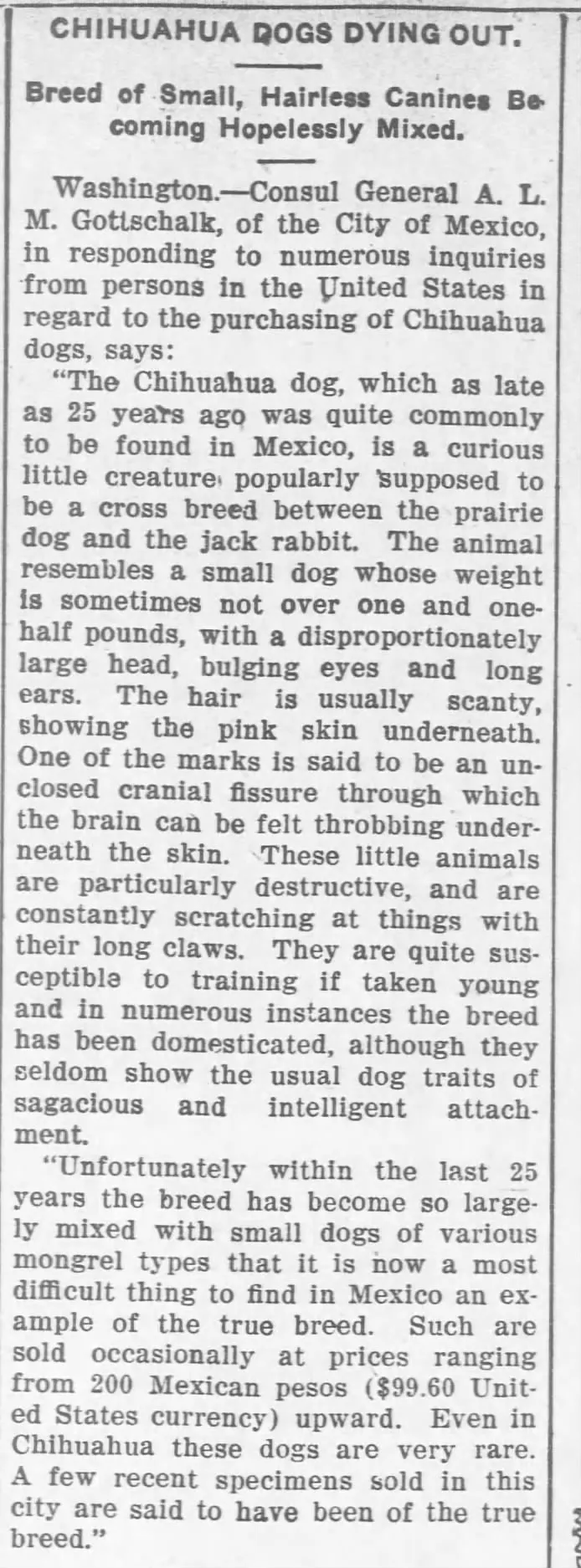 Chihuahua Dogs Dying Out 1907