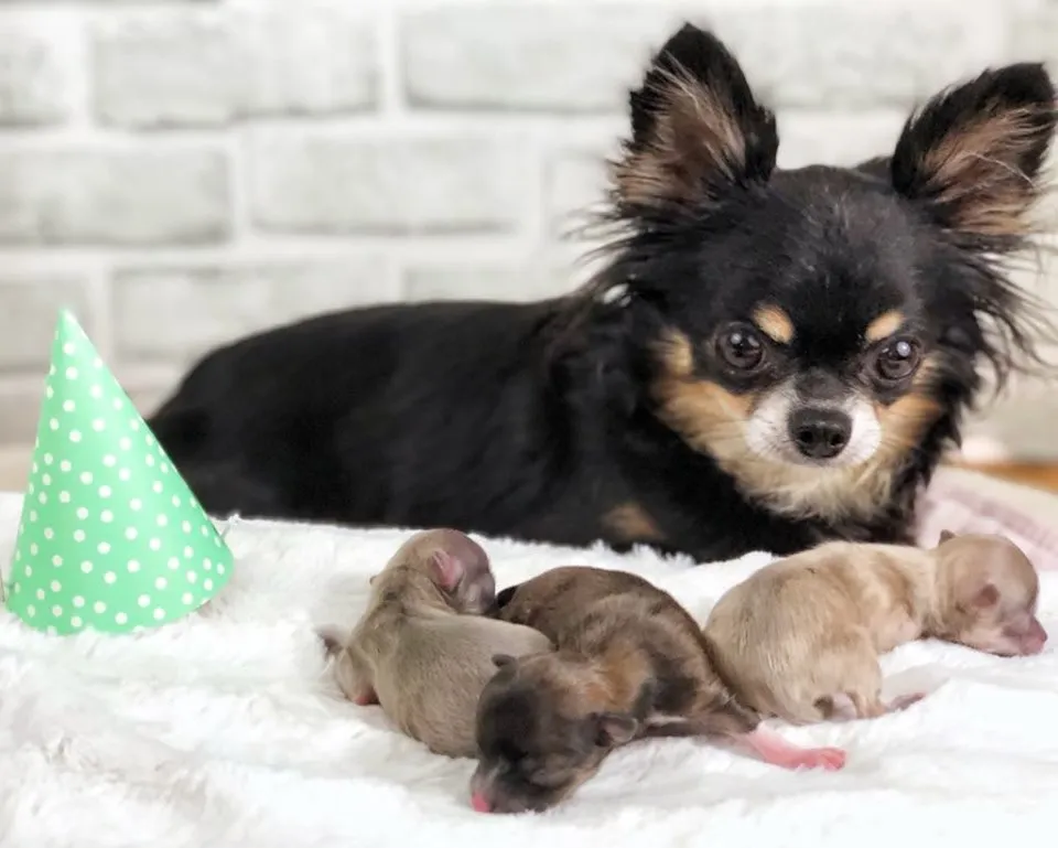Litter showing smooth and long coats