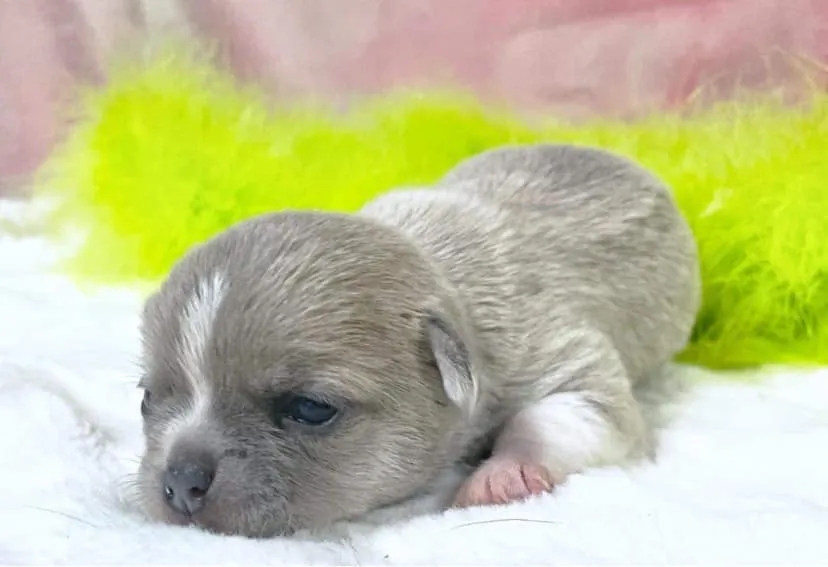 Proportionate Dwarfism in Chihuahuas: Understanding the GH1 Mutation Without Worry