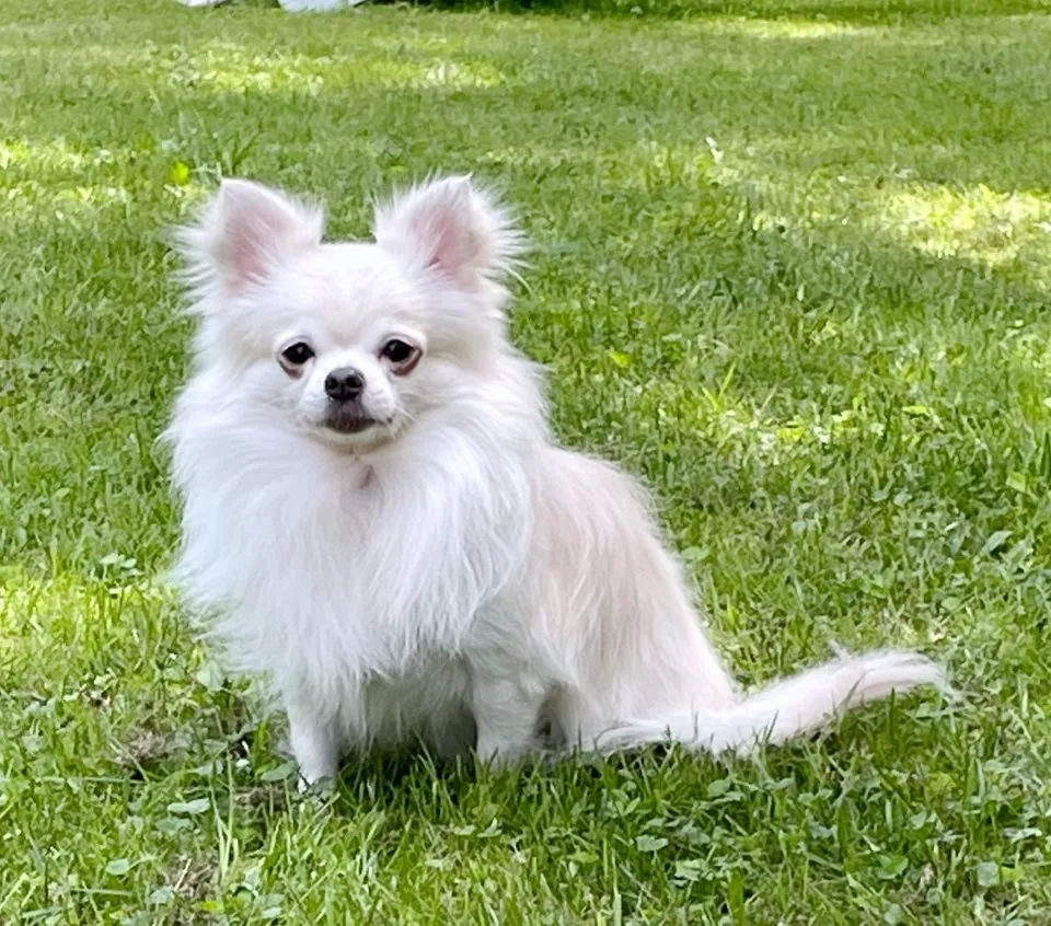 Understanding Dilute in Chihuahuas