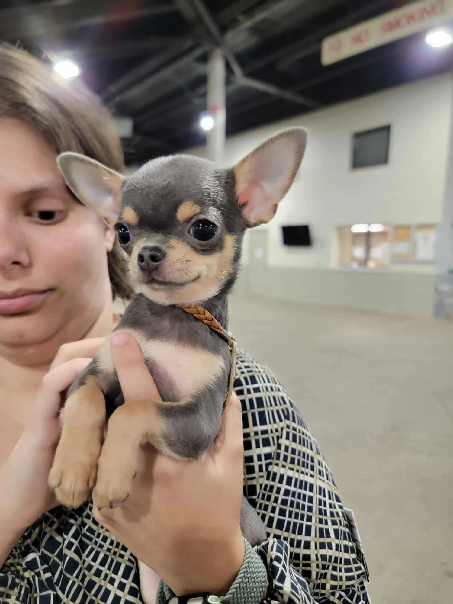 Understanding Dilute in Chihuahuas