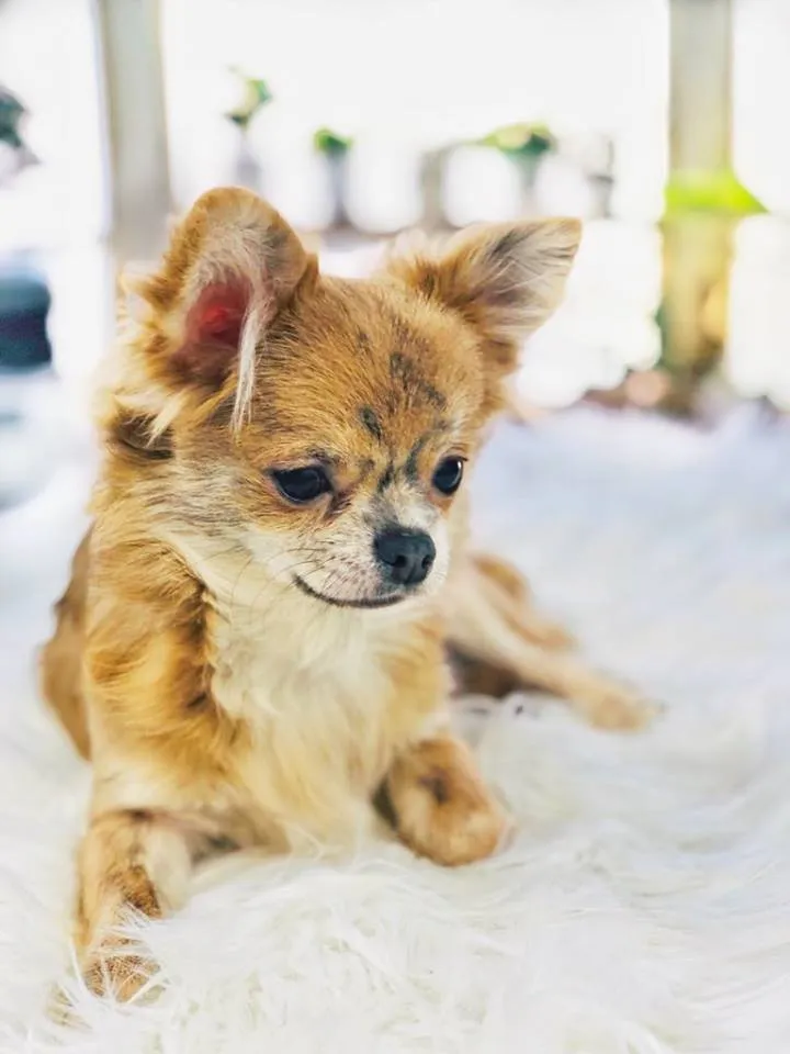 Understanding Dilute in Chihuahuas