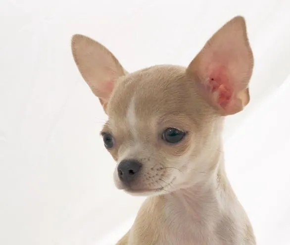 Understanding Dilute in Chihuahuas