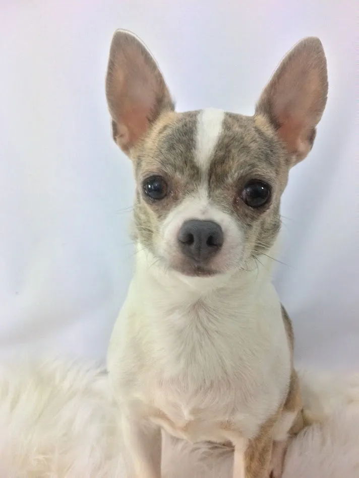 Understanding Dilute in Chihuahuas