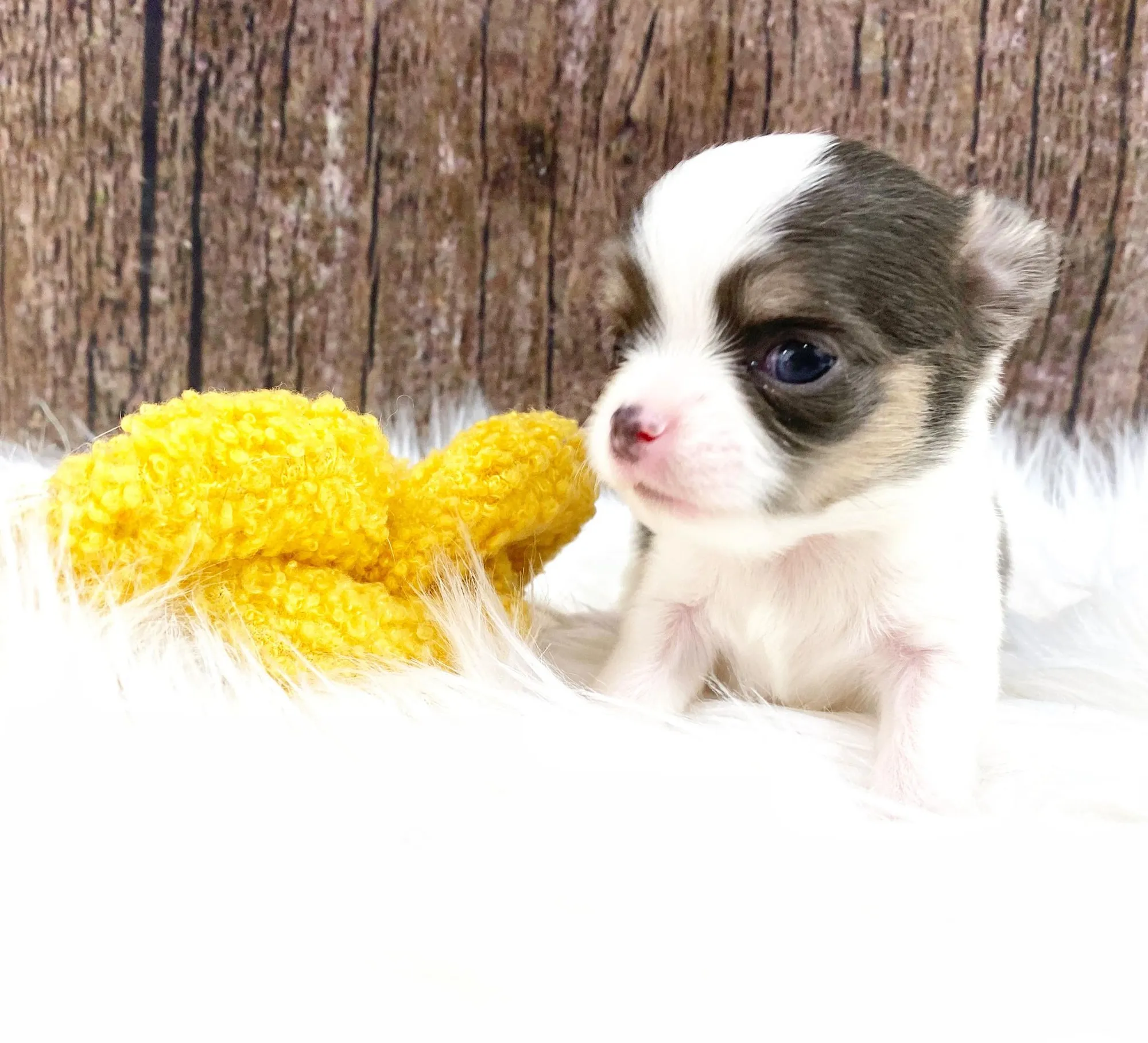 Understanding Dilute in Chihuahuas