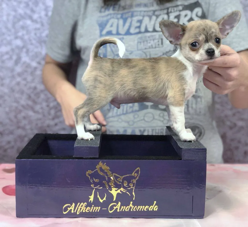 Understanding Dilute in Chihuahuas