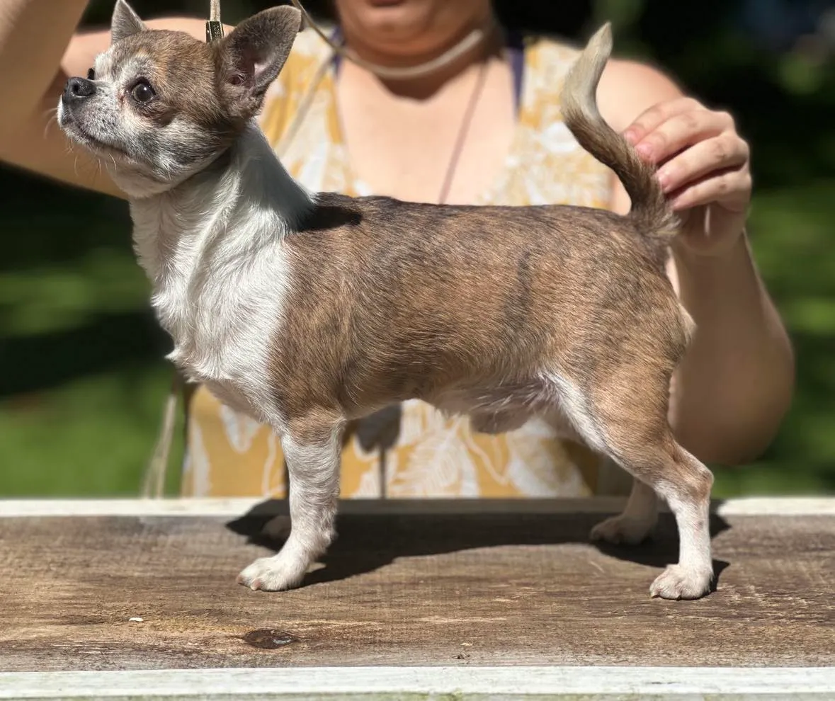 Understanding Dilute in Chihuahuas