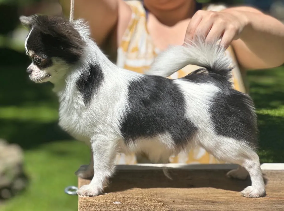 Understanding Dilute in Chihuahuas